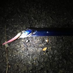 タチウオからのサゴシ